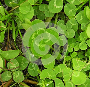 Lucky Four Leaf Clover