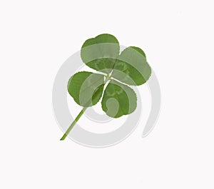 Lucky four leaf Clover