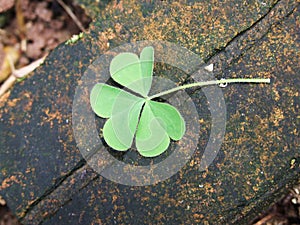 Lucky Four Leaf Clover