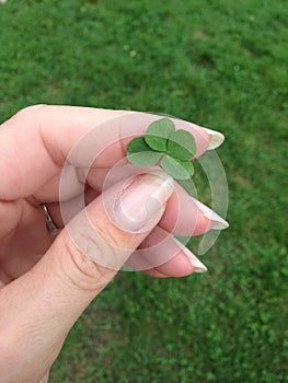 Lucky four leaf clover