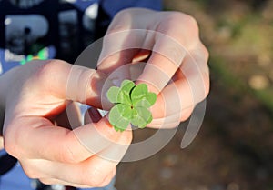 Lucky four leaf clover