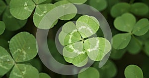 Lucky four leaf clover in a field of clovers. Shamrock lucky charm or St. Patrick`s Day