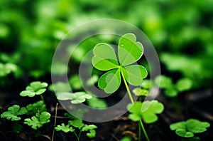 Lucky four-leaf clover in the forest