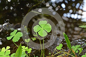 Lucky Four Leaf Clover Found in Ireland