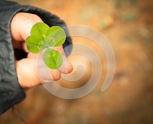 Lucky four leaf clover