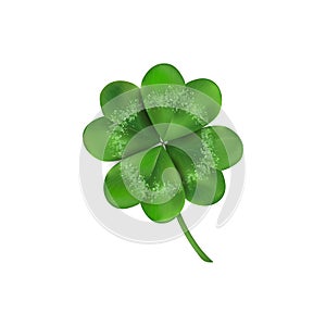 Lucky four leaf clover. Isolated on white illustration. St Patricks day symbol. Clover vector logo..
