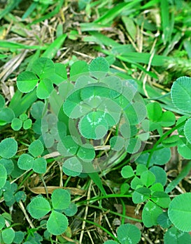 The Lucky Four-leaf Clover Among Many Shamrock Leaves on the Field