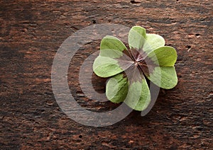 Lucky four leaf clover on textured rustic wood