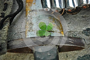 Lucky four-leaf clover on a training wooden sword