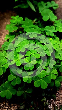 Lucky green clover