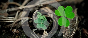 Lucky Irish Four Leaf Clover in the Field for St. Patricks Day holiday symbol