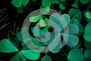 Lucky Irish Four Leaf Clover in the Field for St. Patricks Day holiday symbol. with three-leaved shamrock