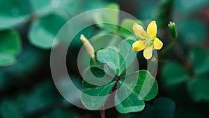 Lucky Irish Four Leaf Clover in the Field for St. Patricks Day holiday symbol. with three-leaved shamrock