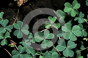 Lucky Irish Four Leaf Clover in the Field for St. Patricks Day holiday symbol. with three-leaved shamrock