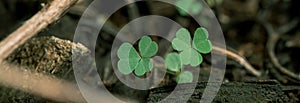 Lucky Irish Four Leaf Clover in the Field for St. Patricks Day holiday symbol. with three-leaved shamrocks