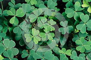 Lucky Irish Four Leaf Clover in the Field for St. Patricks Day holiday symbol. with three-leaved shamrocks