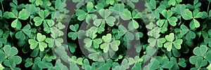 Lucky Irish Four Leaf Clover in the Field for St. Patricks Day holiday symbol.