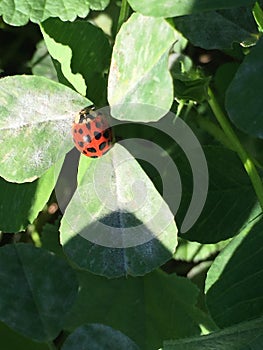 Lucky Lady Bug