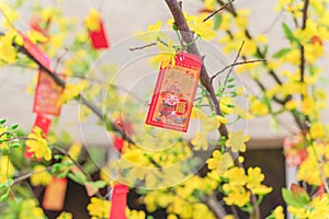 Lucky money envelops hanging on artificial yellow apricot at Tet market in Texas, America