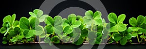 Lucky shamrock grass, four leaf clover with dew closeup