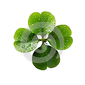 Lucky shamrock grass, four leaf clover isolated on white transparent