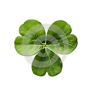 Lucky shamrock grass, four leaf clover isolated on white transparent