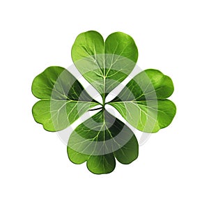 Lucky shamrock grass, four leaf clover isolated on white transparent