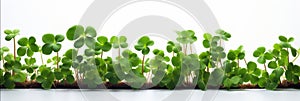 Lucky shamrock grass, four leaf clovers in a row isolated on white transparent