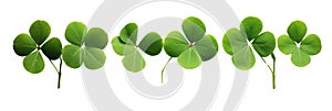 Lucky shamrock grass, four leaf clovers in a row isolated on white transparent
