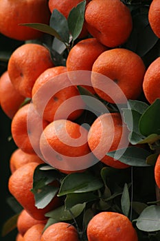 Lucky Tangerines photo