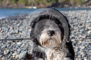 Portrait of a dog on a beach