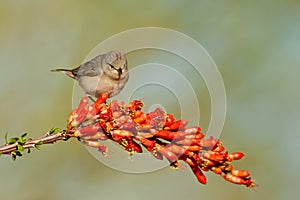 Lucy's Warbler photo