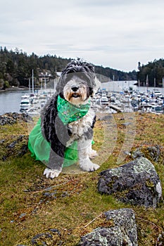 Dog dressed in green at a Marina on St PatrickÃ¢â¬â¢s Day