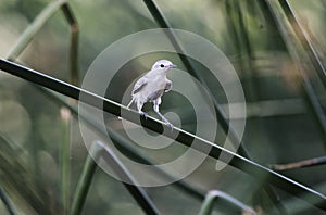 Lucys Warbler bird, Sweetwater Wetlands, Tucson Arizona desert