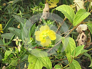 Ludwigia alternifolia flower