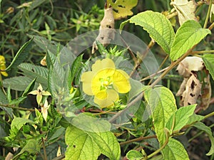 Ludwigia alternifolia flower photo