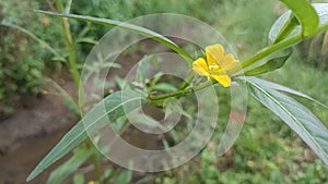 Ludwigia decurrensÂ is a species of flowering plant in theÂ evening primrose familyÂ known by the common nameÂ willow primroseÂ  photo