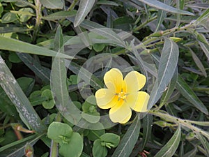 Ludwigia flower