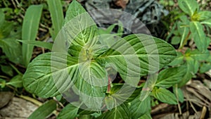 Ludwigia octovalvis is a species of flowering plant in the Onagraceae family photo