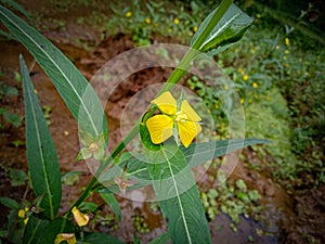 Ludwigia peruviana flower