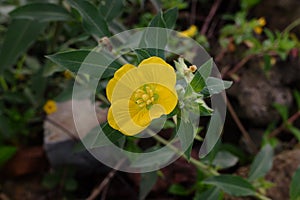 A ludwigia peruviana flower