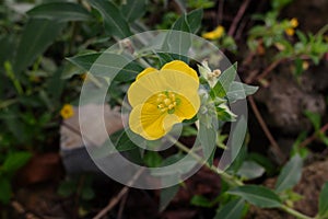 A ludwigia peruviana flower