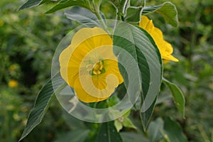 A ludwigia peruviana flower