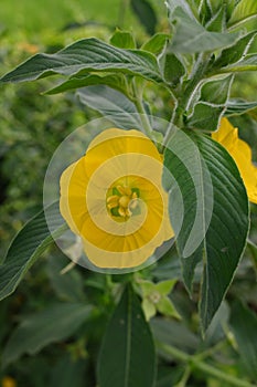 A ludwigia peruviana flower