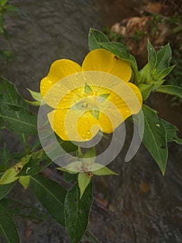 Ludwigia peruviana flower, with the common names Peru primrose-willow or Peru water primrose