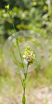 Ludwigia suffruticosa - Shrubby Primrose-willow - Onagraceae Evening Primrose Family photo