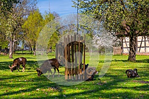 Ludwigsburg Castle Favoriten park with Lamb Muflon in spring time with beautiful garden with flower and green grass and blue sky