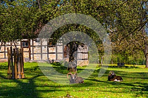 Ludwigsburg Castle Favoriten park with Lamb Muflon in spring time with beautiful garden with flower and green grass and blue sky