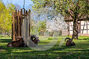 Ludwigsburg Castle Favoriten park with Lamb Muflon in spring time with beautiful garden with flower and green grass and blue sky