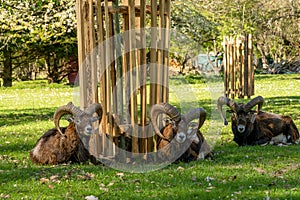 Ludwigsburg Castle Favoriten park with Lamb Muflon in spring time with beautiful garden with flower and green grass and blue sky